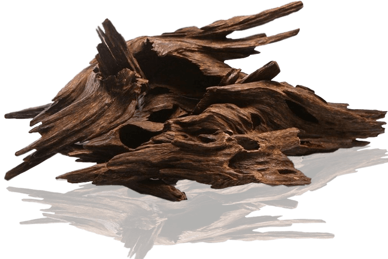 Ethical Cedar & Driftwood Harvesting in Spain